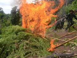 BNN Bakar 5.000 Batang Ganja Dari Dua Lokasi di Aceh Besar