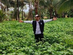 Di Aceh Besar Harga Minyak Nilam Anjlok 700 Ribu Per Kg